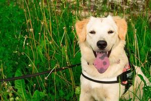 White dog in nature, golden retriever puppy happy to be surrounded by plants and natural environment, cute young pet photo