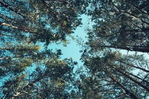 vista desde abajo, copas de árboles altos de bosque de pinos y cielo azul. foto