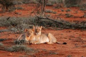 Lioness and cub portrait photo