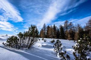 2021 12 11 Cima Larici snow and pines photo