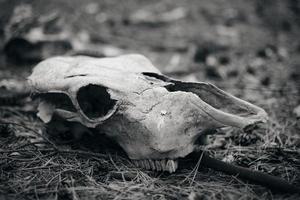 Black and white image skull of a dead pet in forest. Creepy Halloween paraphernalia.