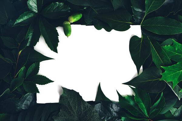 Certificate Leaf Stock Photos, Images and Backgrounds for Free Download