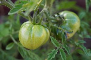 Fresh and nutritious tomato object, home grown crops photo