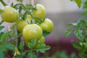Fresh and nutritious tomato object, home grown crops photo