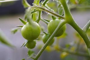 Fresh and nutritious tomato object, home grown crops photo