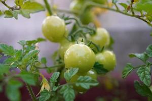 Fresh and nutritious tomato object, home grown crops photo