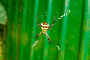 A spider in a web on a green background. Selective focus. photo