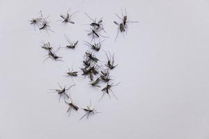 Group of mosquitos are dead on gray background. photo