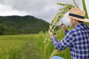 Smart farming A farmer use smartphone analysis data on green bloom rice field. Agriculture technology farmer man using smartphone or tablet computer analysis data and visual icon. photo