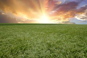 beautiful grass field and clear blue sky background texture. photo