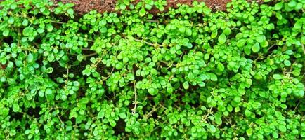 Pilea microphylla plant. P. microphylla known as angeloweed, artillery plant, joypowder plant or brilhantina. Annual plant native to Florida, Mexico, West Indies, tropical Central and Southern America photo