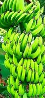 Green banana fruit and bunch. Musa paradisiaca tree. photo