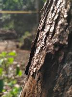 dry tree bark photo object