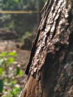 objeto fotográfico de corteza de árbol seco foto