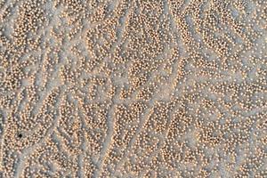 Brown sand texture background from fine sand. photo