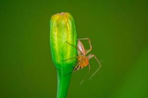 macro photo of small spider on small flower and green blur background