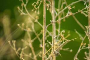 macro photo of dried flowers and stems with light green blur background