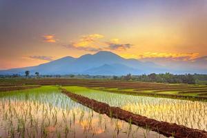 beautiful view of rice fields in the morning with rice fields and mountains photo