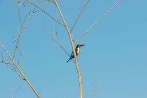 pájaro martín pescador en un hermoso árbol seco en el cielo azul, la foto es un pequeño temblor