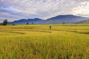 landscape A vast expanse of yellow rice fields in the morning with beautiful mountains in Indonesia photo