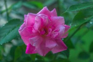 rosas rosadas en un hermoso fondo borroso con rocío matutino foto