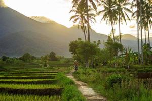 the beauty of the misty morning panorama with sunlight and farmers in the rice fields at the foot of the mountain in Indonesia photo