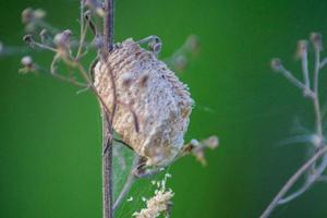 macro photo of pests on dry leaves on a green blur background