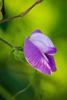 hermosa flor púrpura salvaje sobre fondo de hoja verde foto