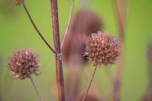 macro photo of dried flowers and stems with green blur background