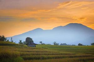 landscape view The vast expanse of yellow rice fields in the morning with an old hut in the village of Kemumu Indonesia photo