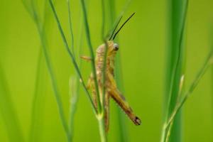 el saltamontes encaramado en el tallo de la hoja en el verde de la mañana foto