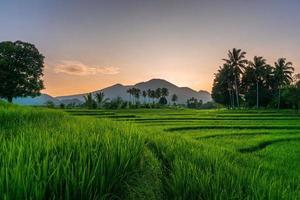 view of rice fields with green rice with dew and mountains on a sunny morning in indoensia photo