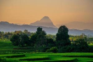 amplia foto panorámica de hermosos campos de arroz verde en una soleada mañana de verano en indonesia