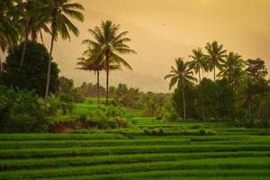 Asian view on a sunny morning, birds on a mountain and green rice fields in Kemumu village, Indonesia photo