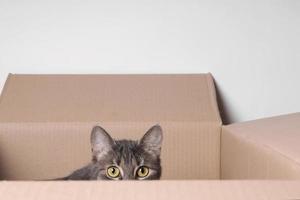 cat in box photo