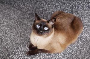 siamese cat on sofa photo