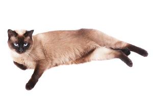 siamese cat isolated photo