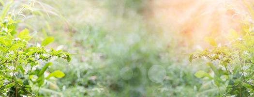 Lighting sunrise morning yellow gold is outdoor and the air is so fresh in the garden. Abstract bokeh beautiful for the nature grass background. The concept for design blurred ,defocused effect season photo