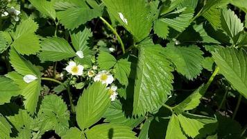 strawberries bloom in the garden. growing berries. Spring. video