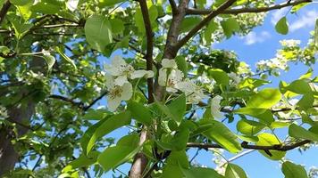 flores de pera en el jardín. árboles frutales en primavera. jardinería video