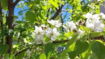 pear blossoms in the garden. fruit trees in spring. gardening video