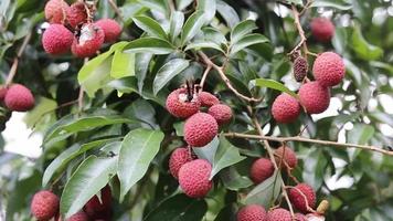 frelon mangeant du litchi sur les arbres video