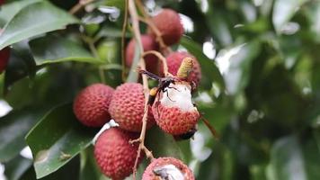 hornet eating lychee on trees video