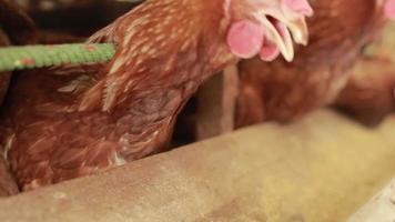 allevamento di galline facendo mangiare al box video