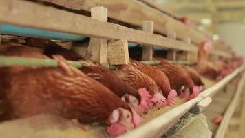 ferme de poules faisant manger à la boîte video