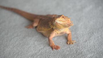 video of two bearded dragons on a carpet, one is leaving