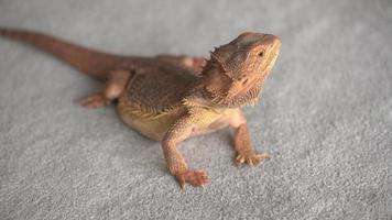 bearded dragon is eating a grasshopper video