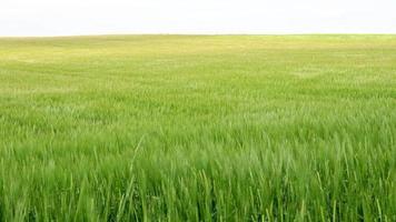 video de un campo de maíz en alemania, el viento barre las mazorcas de maíz