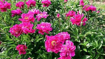 Video of several pink peonies in the field