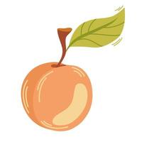 Apricot fruit, ripe garden plant whole and half piece with stem and kernel. Juicy natural healthy farm fruit, organic production. Vector cartoon illustration isolated on white background